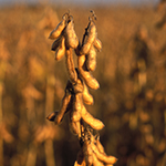 2014 PA Soybean Yield Contest Winners _WEB