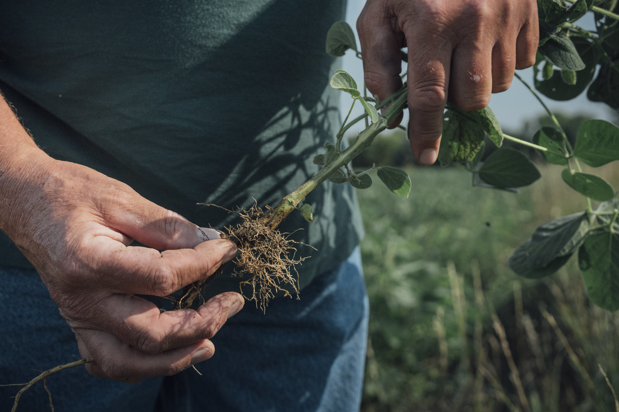 Soy Production research