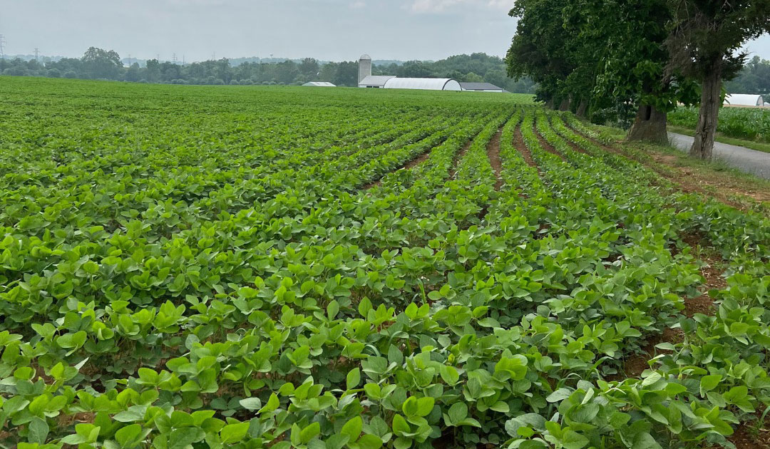 Soybean field in PA