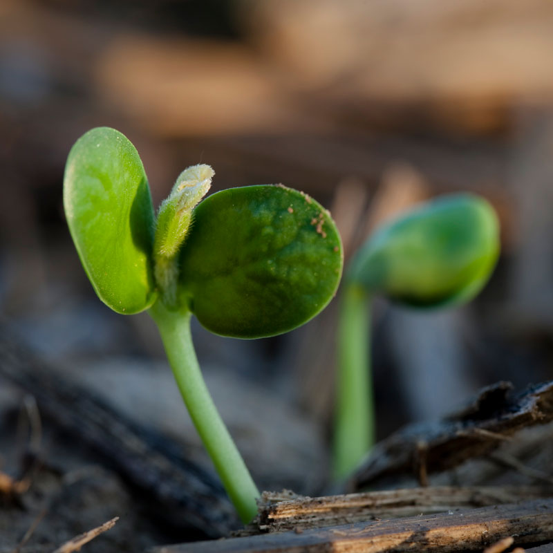 Sprouts early growth